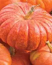 WCS Pumpkins - Rouge Vif d'Etampes