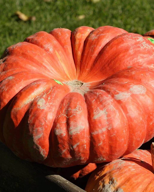 WCS Pumpkins - Rouge Vif d'Etampes