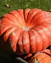 WCS Pumpkins - Rouge Vif d'Etampes