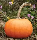 WCS Pumpkins - Small Sugar