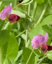 WCS Peas - Dwarf Grey Sugar