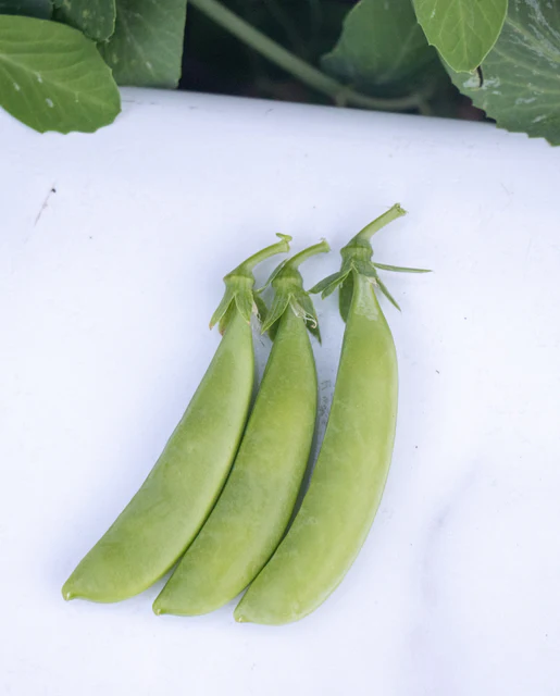 WCS Peas - Sugar Ann Certified Organic