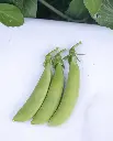 WCS Peas - Sugar Ann Certified Organic