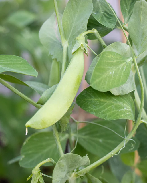 WCS Peas - Sugar Ann Certified Organic