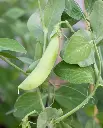 WCS Peas - Sugar Ann Certified Organic