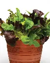 WCS Lettuce - City Garden (Pelleted) (12 Seeds)