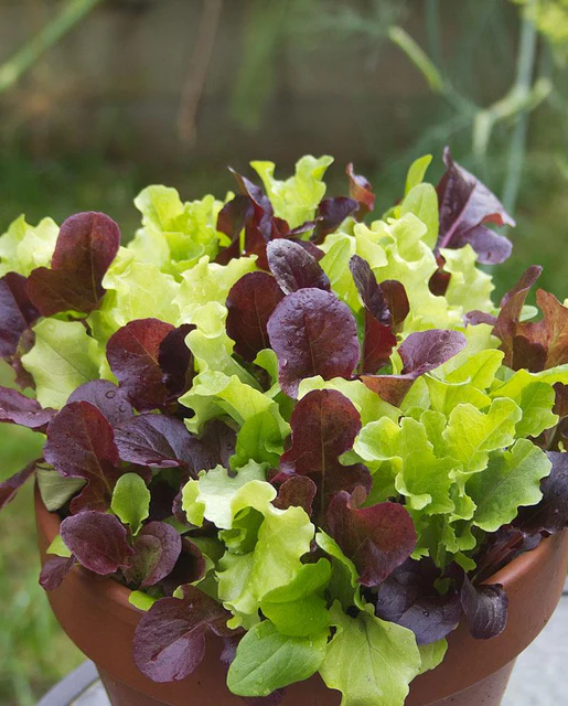 WCS Lettuce - City Garden (Pelleted) (12 Seeds)