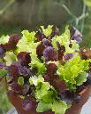 WCS Lettuce - City Garden (Pelleted) (12 Seeds)