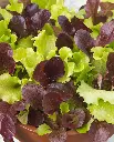 WCS Lettuce - City Garden (Pelleted) (12 Seeds)