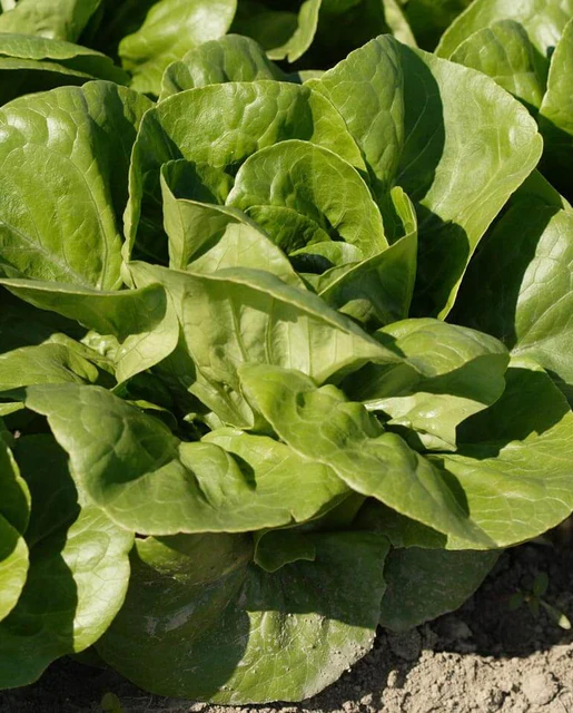 WCS Lettuce - Coastal Star (Pelleted) Certified Organic (125 Seeds)