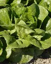 WCS Lettuce - Coastal Star (Pelleted) Certified Organic (125 Seeds)