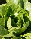 WCS Lettuce - Coastal Star (Pelleted) Certified Organic (125 Seeds)