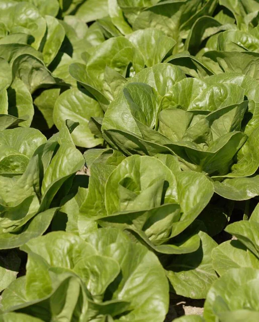 WCS Lettuce - Coastal Star (Pelleted) Certified Organic (125 Seeds)