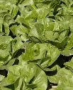WCS Lettuce - Coastal Star (Pelleted) Certified Organic (125 Seeds)