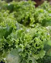 WCS Lettuce - Grand Rapids Seed Tape