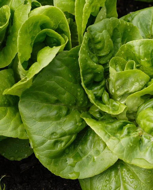WCS Lettuce - Little Gem Seed Tape