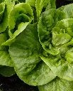WCS Lettuce - Little Gem Seed Tape