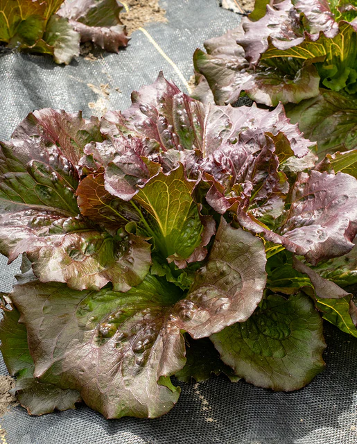 WCS Lettuce - Red Iceberg