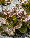 WCS Lettuce - Red Iceberg