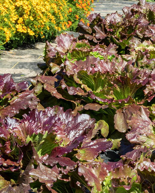 WCS Lettuce - Red Iceberg