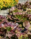 WCS Lettuce - Red Iceberg