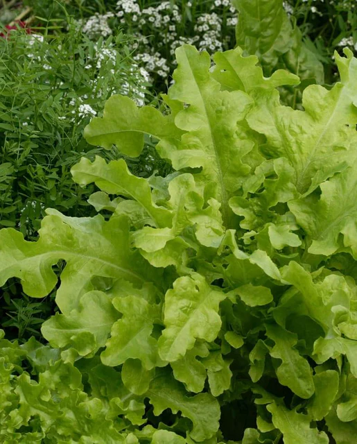WCS Lettuce - Salad Bowl - Greenf