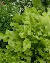WCS Lettuce - Salad Bowl - Greenf