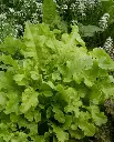 WCS Lettuce - Salad Bowl - Green