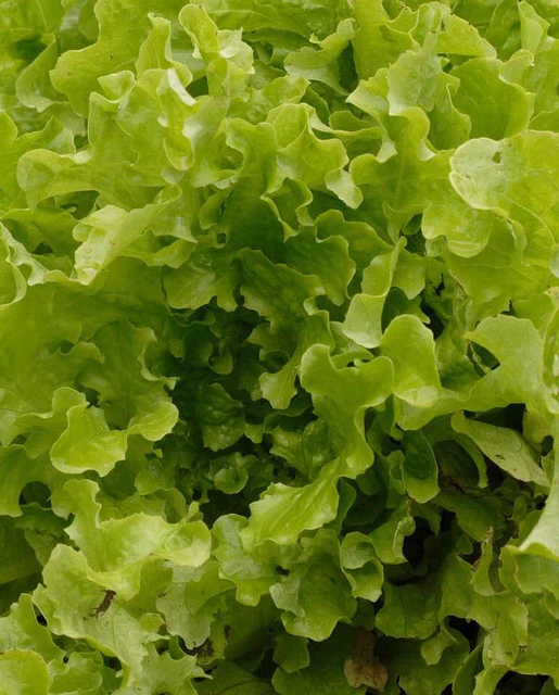 WCS Lettuce - Salad Bowl - Green