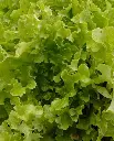 WCS Lettuce - Salad Bowl - Green