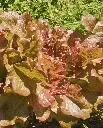 WCS Lettuce - Salad Bowl - Red