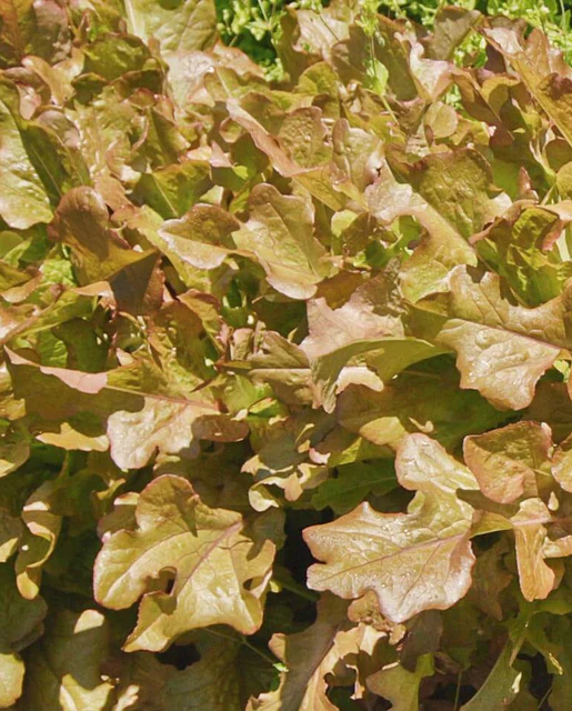 WCS Lettuce - Salad Bowl - Red