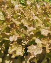 WCS Lettuce - Salad Bowl - Red