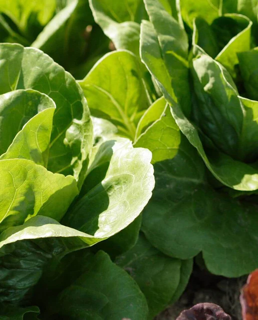 WCS Lettuce - Spretnak Certified Organic