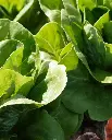 WCS Lettuce - Spretnak Certified Organic