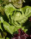 WCS Lettuce - Spretnak Certified Organic