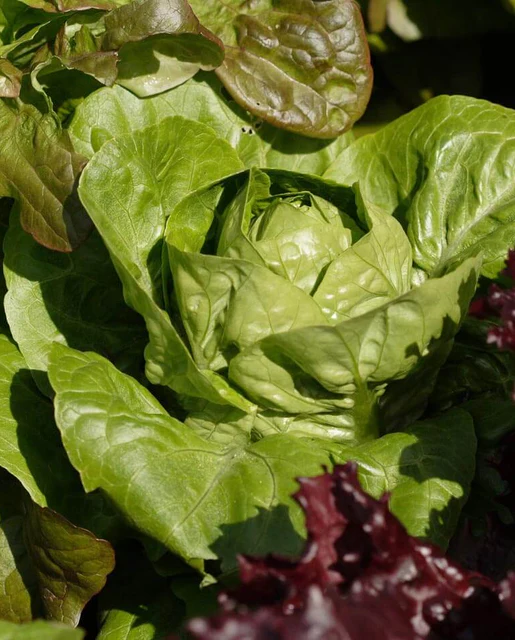 WCS Lettuce - Spretnak Certified Organic