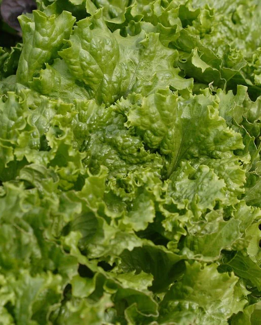 WCS Lettuce - Tropicana Greenleaf (Pelleted) Certified Organic (50 Seeds)