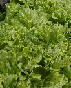 WCS Lettuce - Tropicana Greenleaf (Pelleted) Certified Organic (50 Seeds)
