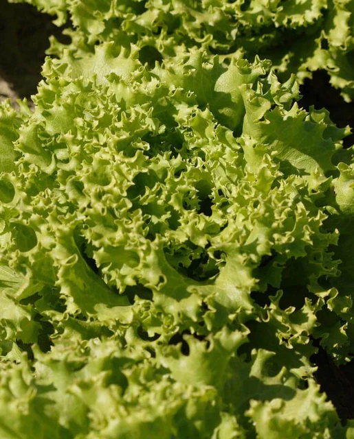 WCS Lettuce - Tropicana Greenleaf (Pelleted) Certified Organic (50 Seeds)