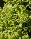 WCS Lettuce - Tropicana Greenleaf (Pelleted) Certified Organic (50 Seeds)