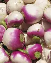 WCS Turnips - Purple Top White Globe