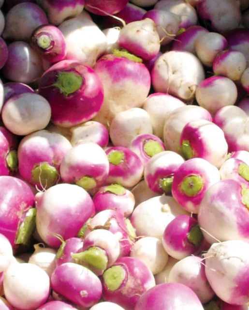 WCS Turnips - Purple Top White Globe