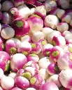 WCS Turnips - Purple Top White Globe