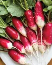 WCS Radishes - French Breakfast Seed Tape
