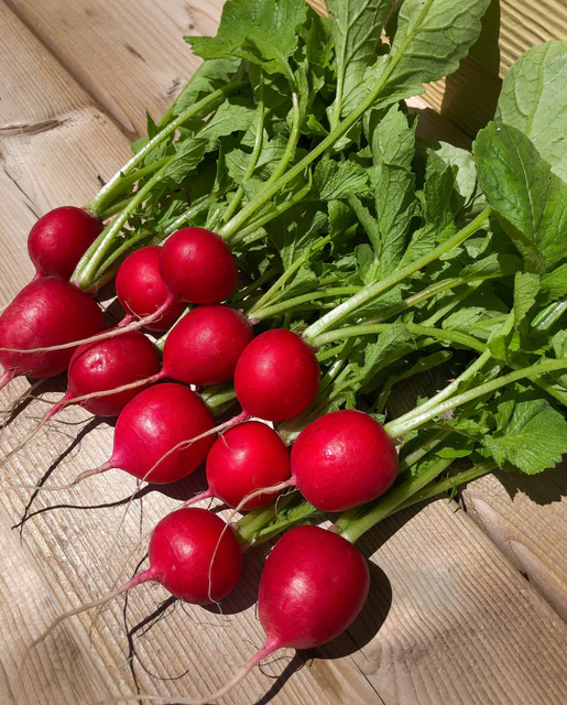 WCS Radishes - Rover F1