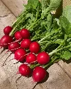 WCS Radishes - Rover F1