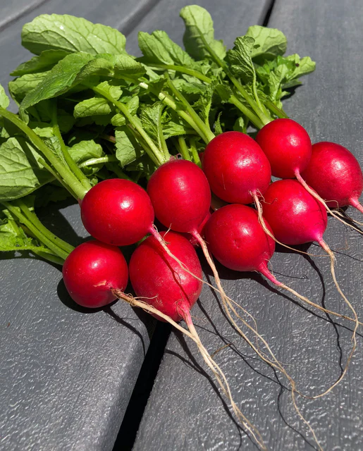 WCS Radishes - Rover F1