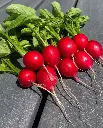 WCS Radishes - Rover F1