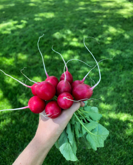 WCS Radishes - Rover F1